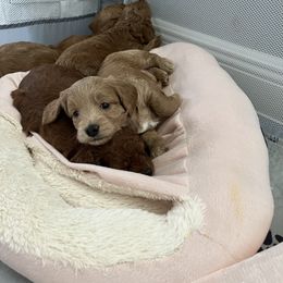 Boy 3 - Goldendoodle puppy in Florida from Posh Puppies