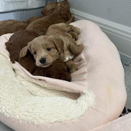 Boy 3 - Goldendoodle puppy in Florida from Posh Puppies