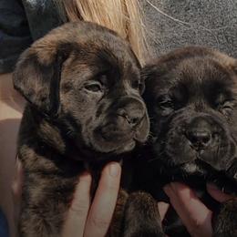 Bullmastiffs from Aspen Ridge Bullmastiffs