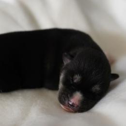 Fern - Black and white female Siberian Husky puppy in Wiscasset, Maine from Running with Huskies