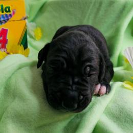 Violet - Black female Great Dane puppy in Brookings, South Dakota from Debonair Danes