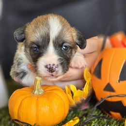 Yuri - Red male Pembroke Welsh Corgi puppy in Pollock, Missouri from Northstar