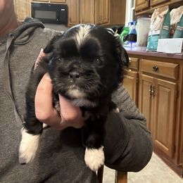 Jolene - Black and white Shih Tzu puppy in North Carolina from PAWSitive Breeders of the Carolinas