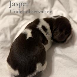Boy 2 - male English Springer Spaniel puppy in Arcadia, Florida from Redemption Fields Springer Spaniels