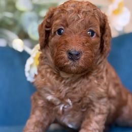 Mercedes - Red  female Goldendoodle puppy in Yuciapa, California from AlltheDoodlez_