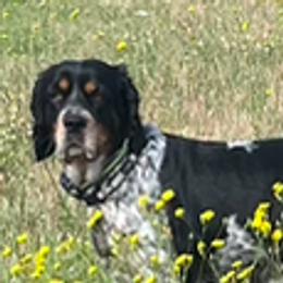 Maya - English Springer Spaniel