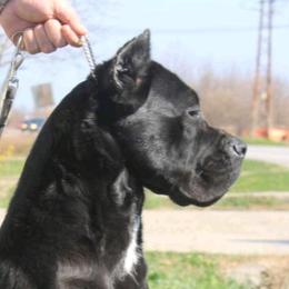 Rusca - Cane Corso