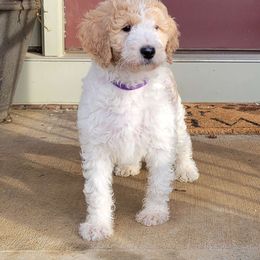 Girl 1 - Parti Goldendoodle puppy in Georgia from Tripple C Doodles
