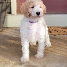Girl 1 - Parti Goldendoodle puppy in Georgia from Tripple C Doodles