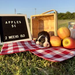 Australian Shepherd Puppies from Aussome Okie Aussies