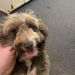 Polly - Aussiedoodle