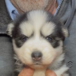 Sarah - Black and white female Pomsky puppy in Spring Hill, Florida from PDQ Pomskies