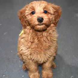 Tabby - Apricot female Goldendoodle puppy in Jasper, Indiana from Hilltop Pups LLC