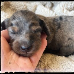Twister (4500) - Dapple female Dachshund puppy in Albany, Wisconsin from Deglow’s Doxies