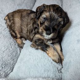 Boy 4 - Schnoodle puppy from Pawsome Puppies