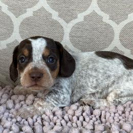 CKC Boy 1 - Piebald male Dachshund puppy in Joshua Tree, California from Desert Dreams Ranch