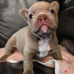 Ritter - Liver male French Bulldog puppy in Fort Atkinson, Wisconsin from Bishop Bullyz