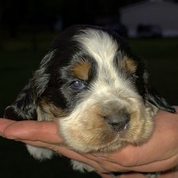 Marlin - Tri-Roan male English Springer Spaniel puppy in Florida from Thunderbird Springers