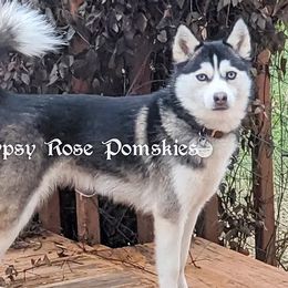 Zenya - Pomsky