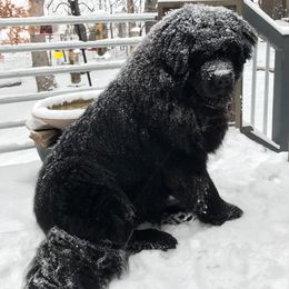 Newfoundland All Grown Up from Faithful Acres Newfs