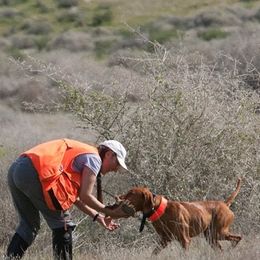 Vizslas from Vizslas