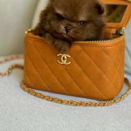 Oso - Chocolate parti male Pomeranian puppy in Canandaigua, New York from Fingerlakes Pomeranians
