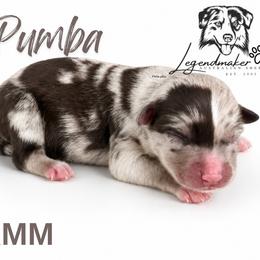 Pumba - Red merle male Miniature American Shepherd puppy in Leitchfield, Kentucky from Legendmaker MAS