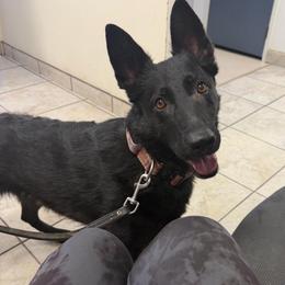 Draven - German Shepherd