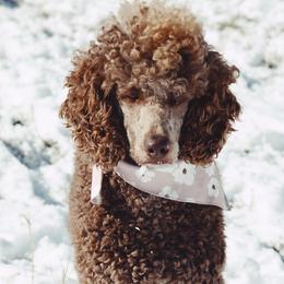 Hazel - Poodle