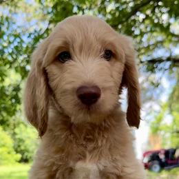 Jimi - Cream male Goldendoodle puppy in Heath, Texas from Doodles Divine