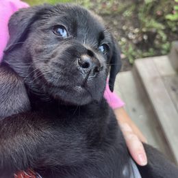 Purple Collar - Black female Labrador Retriever puppy in Woodbury, Connecticut from A Dog’s Life Farm