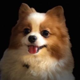 Miso - Pomeranian