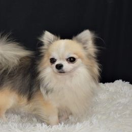 Chihuahuas from Diana's Chihuahuas