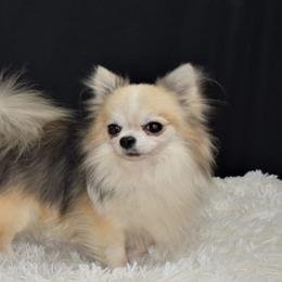 Chihuahuas from Diana's Chihuahuas