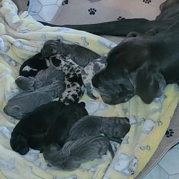 German Shepherd and Great Dane Puppies from White Pine Acres K9