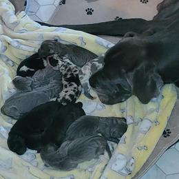 German Shepherd and Great Dane Puppies from White Pine Acres K9