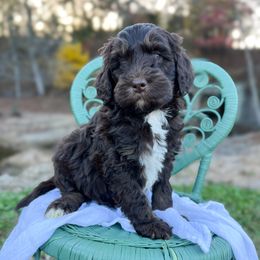 Connelly Chocolate Phantom - Brown male Bernedoodle puppy in Grove, Oklahoma from Guinn Family Farms