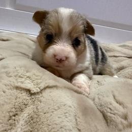 Clawdee - Black and tan female American Corgi puppy in Decatur, Texas from Bar S Corgis