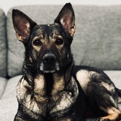 German Shepherds from Haus der Monster