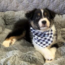 Canadian Club - Black tri-color female Australian Shepherd puppy in Camp Verde, Arizona from Bullet & Whiskey’s Pups
