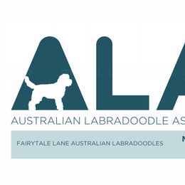 Taffy - Chocolate female Australian Labradoodle puppy in Clarksville, Tennessee from Fairytale Lane Australian Labradoodles