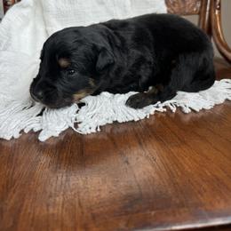 Willie Nelson - Black tri-color male Australian Shepherd puppy in Iowa from Burkhart Family Puppies