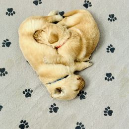 Golden Retriever Puppies from Riverside Ranch Retrievers