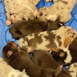 Boy 3 - Red merle male Australian Shepherd puppy in Cherry Grove, Oregon from TLC Dream and Pureland Australian Shepherds