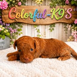Prada - Red female Cavapoo puppy in Myrtle Beach, South Carolina from Colorful-K9'S