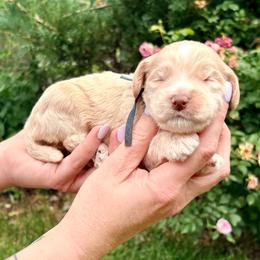 Charlie - Buff male Cockapoo puppy in Denver, Pennsylvania from Greenview Puppies