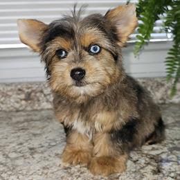 Yorkshire Terrier puppies from Royal Kennels