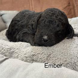 Ember - Black female Poodle puppy in Flora, Illinois from Hanging Rock Poodles