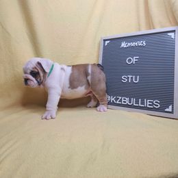 Stu - Red and white male Bulldog puppy in Hillsdale County, Michigan from KZ Bullies LLC
