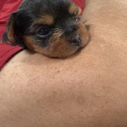 Amani - Black and gold male Yorkshire Terrier puppy in Tempe, Arizona from Kissable baby face yorkies